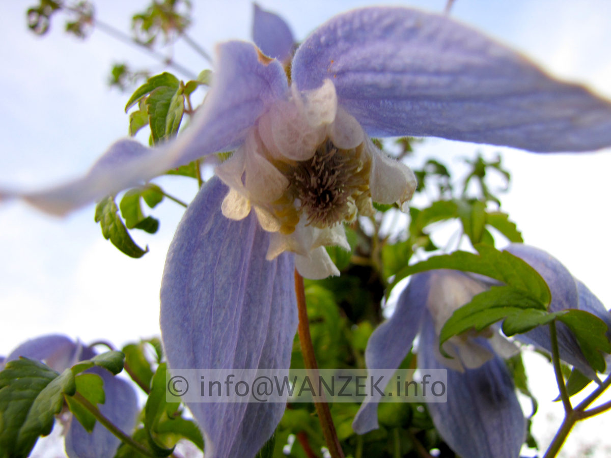 Clematis alpina Francis Rivis - Macro.JPG
